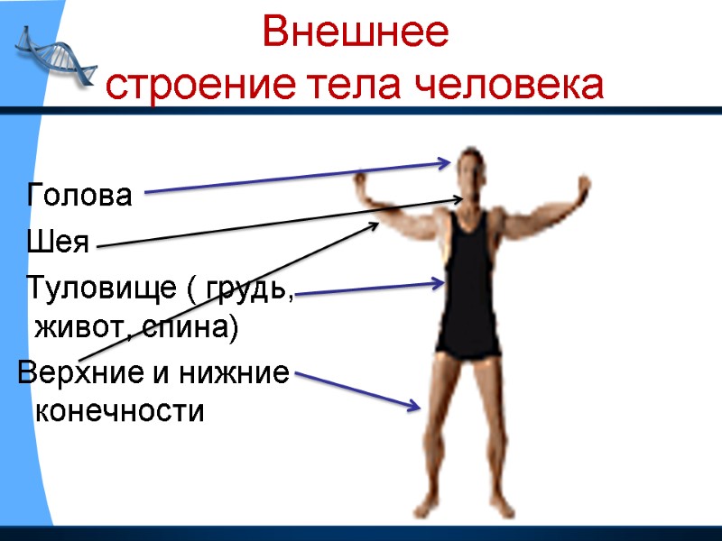 Внешнее  строение тела человека        Голова 